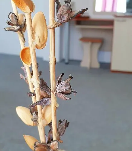 майстор костадин - 1878 Guest house Obzor